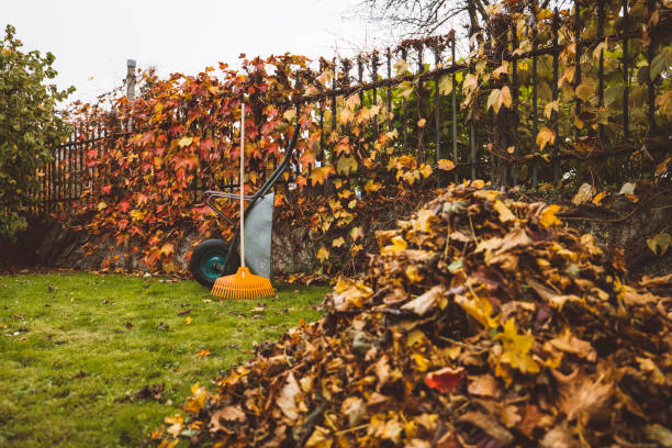 A wheelbarrow with a rake and a pile of autumn leaves in the garden.